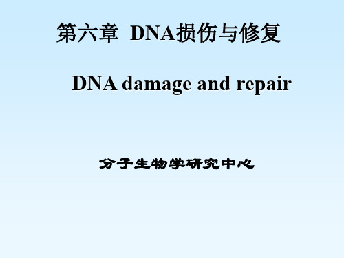 DNA损伤与修复