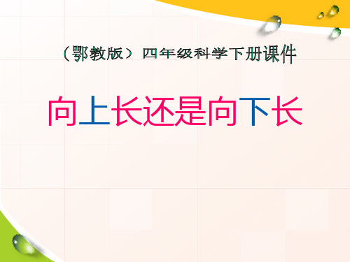 鄂教版四年级科学下册 (向上长还是向下长)新课件教学