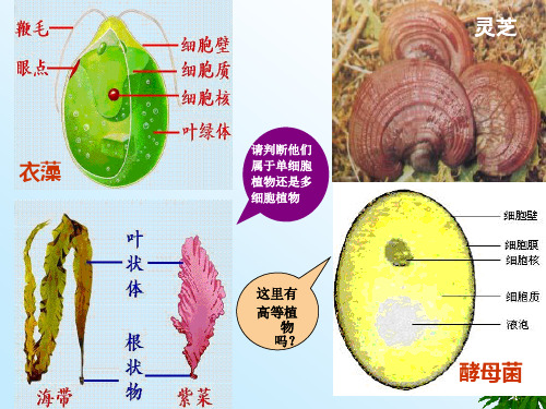 植物细胞的形态和结构