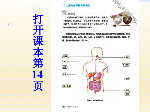 冀少版七年级生物下册2.1.2.2食物在胃肠内的消化课件