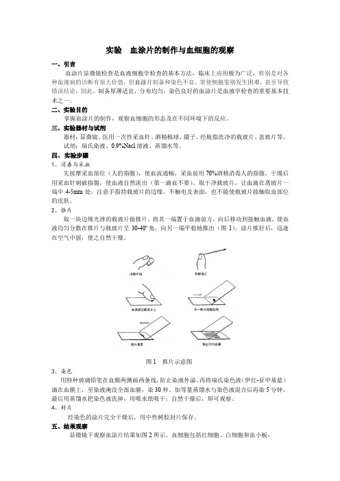 实验  血涂片的制作与血细胞的观察