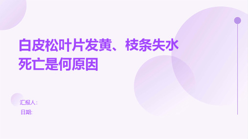 白皮松叶片发黄、枝条失水死亡是何原因