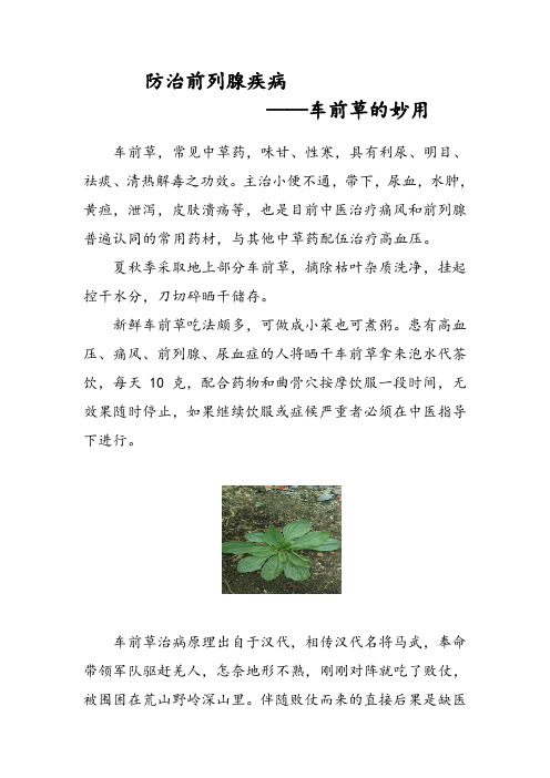 防治前列腺疾病——车前草的妙用