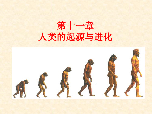 进化生物学：第十一章  人类的起源与进化