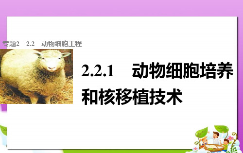 高中生物专题2基因工程2.2.1动物细胞工程课件新人教版选修3