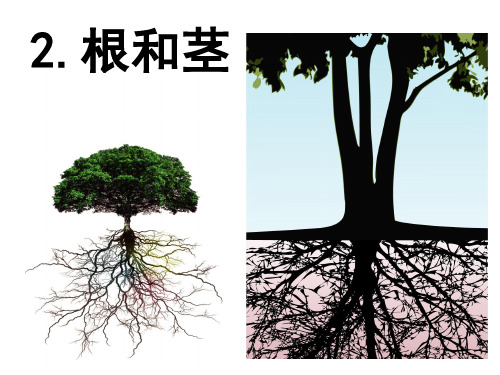 三年级科学2.2根和茎