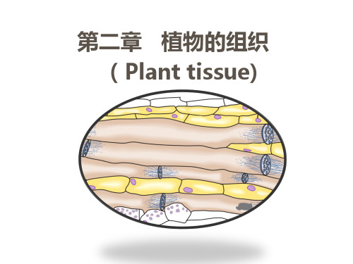 植物的组织概述PPT课件【精编】