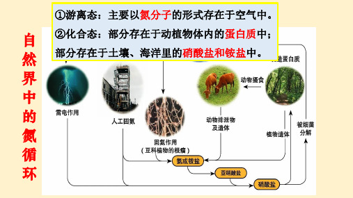 【化学课件】氮及其化合物 2022-2023学年高一下学期化学人教版(2019)必修第二册