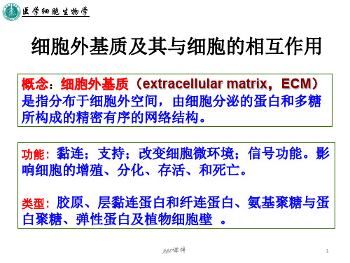 细胞外基质及其与细胞的相互作用  ppt课件