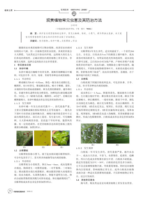 观赏植物常见虫害及其防治方法