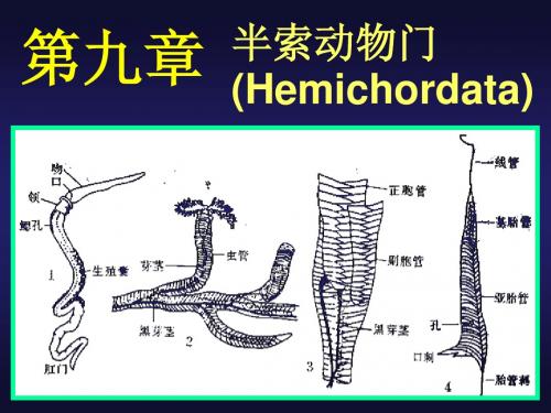 半索动物门(Himichordata)