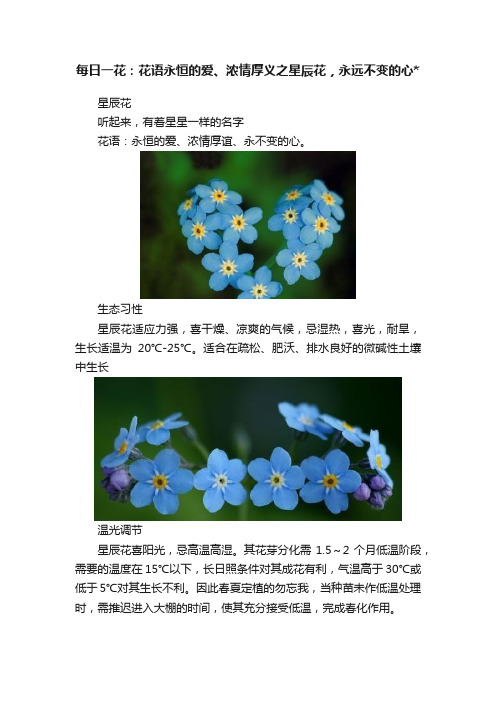 每日一花：花语永恒的爱、浓情厚义之星辰花，永远不变的心