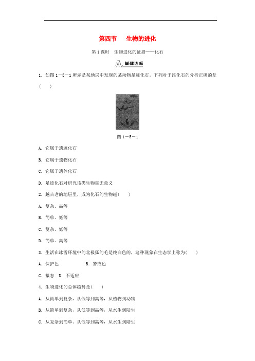 九年级科学下册 1.4《生物的进化》练习题 浙教版