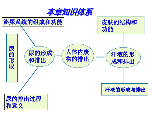 第四章《人体内废物的排出》复习_PPT幻灯片