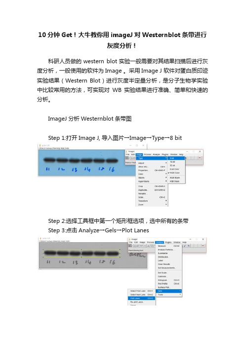 10分钟Get！大牛教你用imageJ对Westernblot条带进行灰度分析！