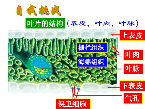 2.1.2蒸腾作用 课件