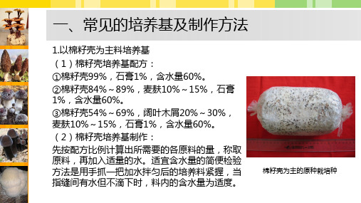 632.3.2固体菌种制作2原种栽培种制作W