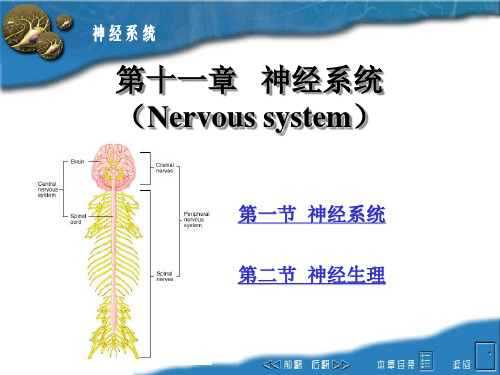 畜禽解剖生理神经系统ppt课件