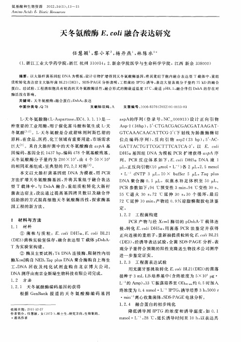 天冬氨酸酶E.coli融合表达研究