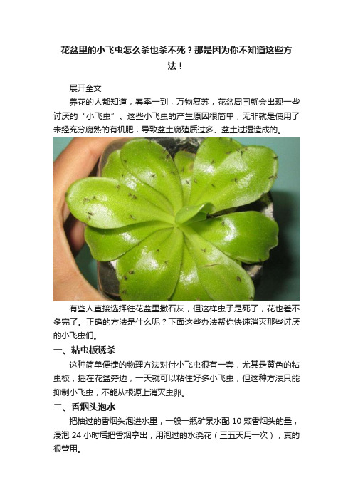 花盆里的小飞虫怎么杀也杀不死？那是因为你不知道这些方法！