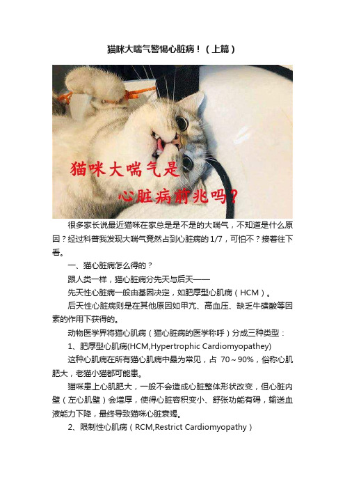 猫咪大喘气警惕心脏病！（上篇）