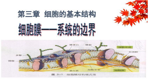 人教版必修1 生物：3.1 细胞膜——系统的边界 课件(18页)