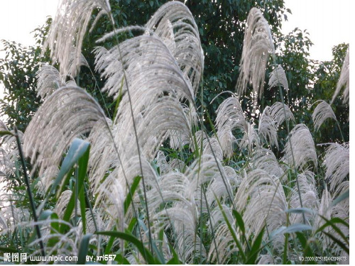 《芦花》