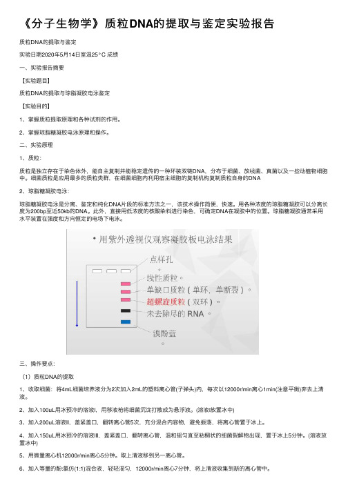 《分子生物学》质粒DNA的提取与鉴定实验报告