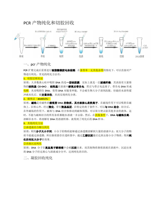 PCR产物纯化