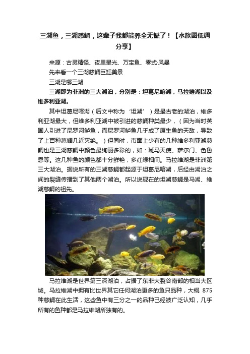 三湖鱼，三湖慈鲷，这辈子我都能养全无憾了！【水族圈低调分享】