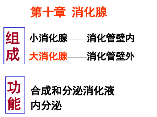 组织学与胚胎学课件-消化腺-