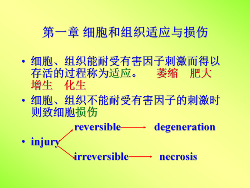 1组织适应损伤 温州医科大学 基础医学院病理学讲义