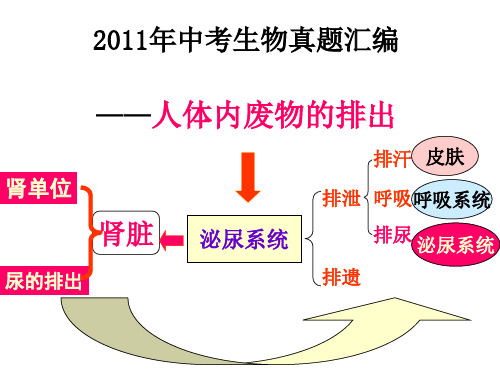 中考生物真题01 人体内废物的排出