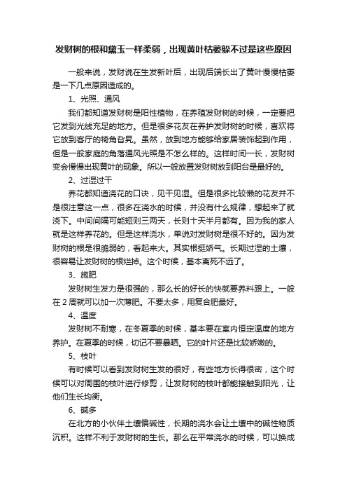 发财树的根和黛玉一样柔弱，出现黄叶枯萎躲不过是这些原因