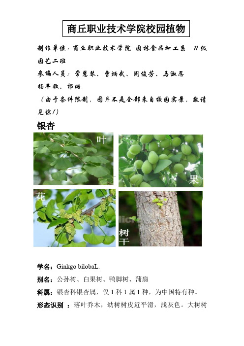 商丘职业技术学院校园植物(第一部分)