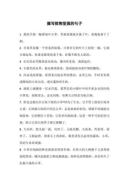 描写植物坚强的句子