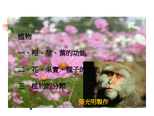 自然与生活科技五下第二单元plants.ppt