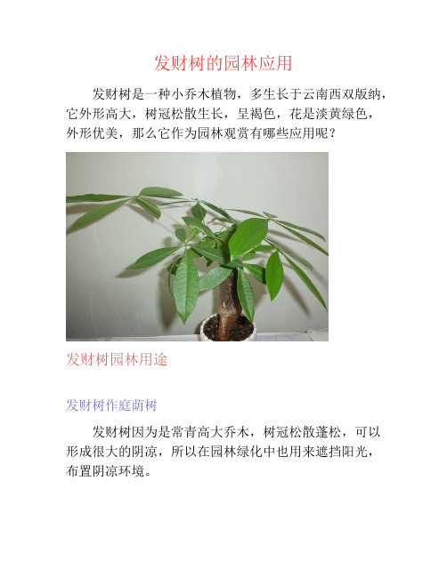 发财树的园林应用