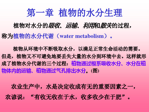 植物生理学植物的水分生理