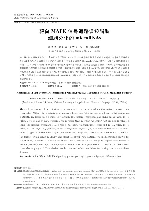 靶向MAPK信号通路调控脂肪细胞分化的microRNAs