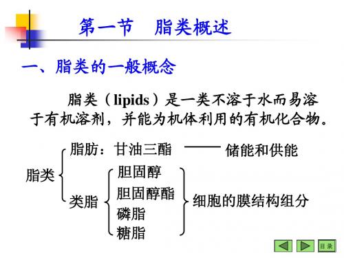 脂类概述