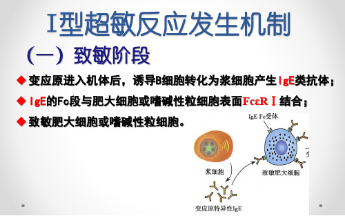 3.176.2I型超敏反应的机制和临床常见疾病