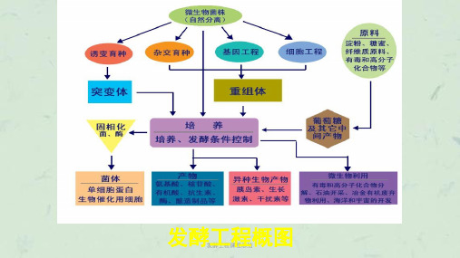 发酵工程课程总结课件