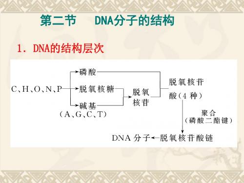 高中生物人教版《必修二 遗传与进化》3.2 DNA分子的结构 课件(共60张PPT)