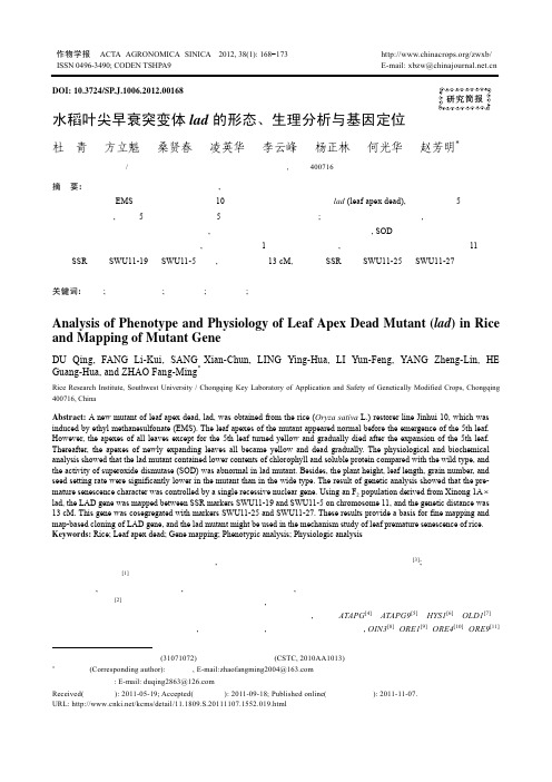 水稻叶尖早衰突变体lad的形态、生理分析与基因定位