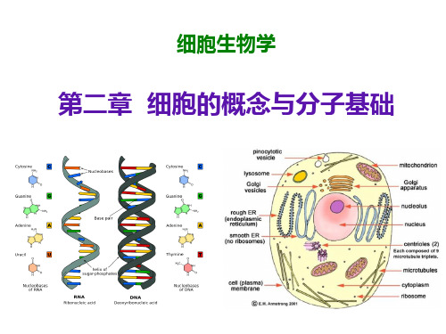 细胞生物学第二章：细胞的概念与分子基础