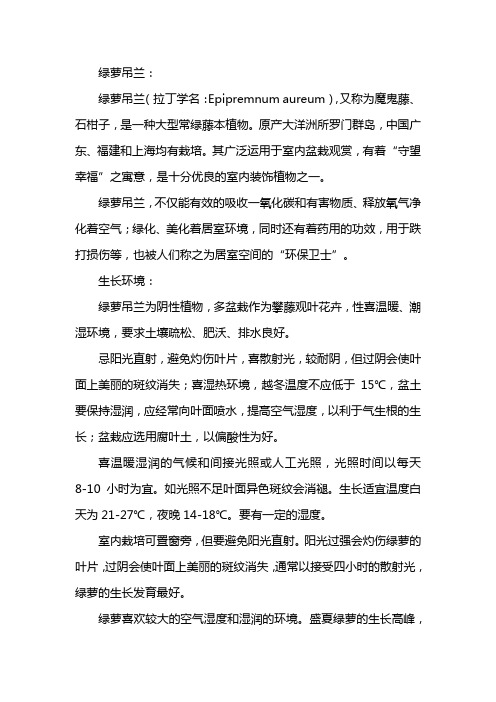 吊兰的养殖方法和注意事项