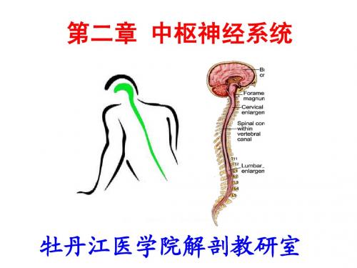 脊髓2