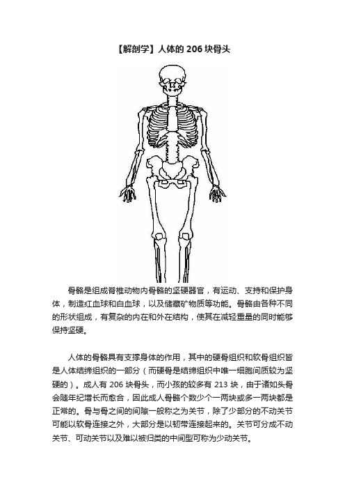 【解剖学】人体的206块骨头