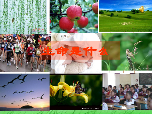 高中生物开学第一课生命是什么